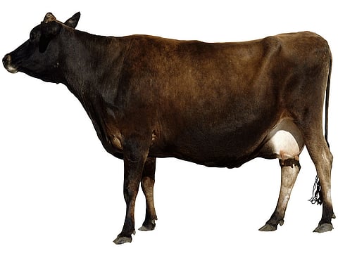 cow