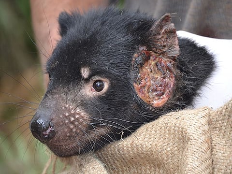 Tasmanian devil with facial tumor