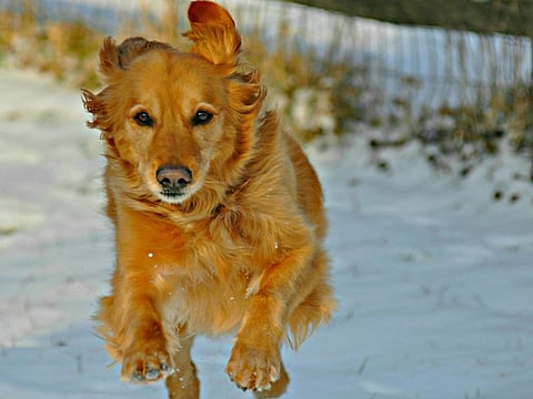 golden retriever running