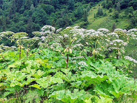 giant hogweed plant