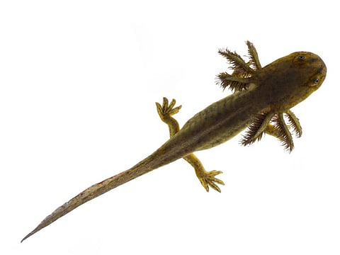 axolotl salamander