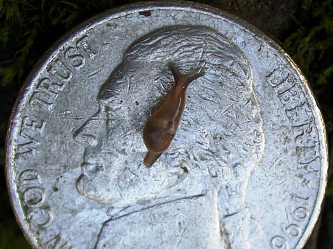 Example of tiny \'semi-slug\' that carries rat lungworm.