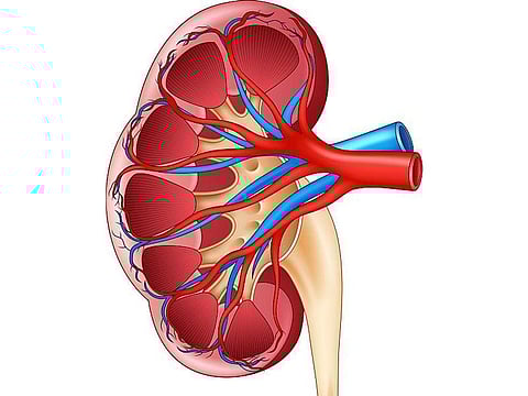 kidney illustration