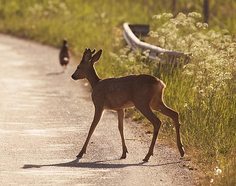 deer road highway