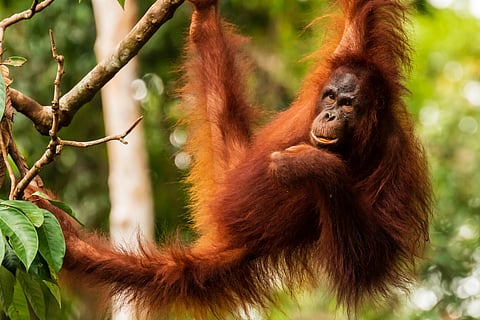 Orangutan