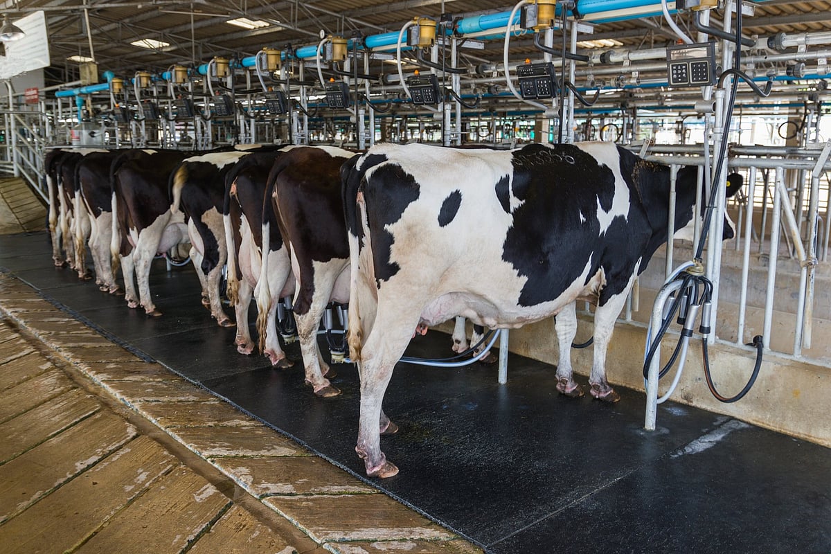 Bird Flu Found in Beef Tissue; Didn't Enter Food Supply - Vimarsana News
