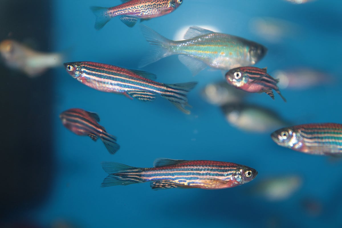 https://www.healthday.com/health-news/neurology/insights-from-a-fish-might-help-people-battling-spinal-cord-injury