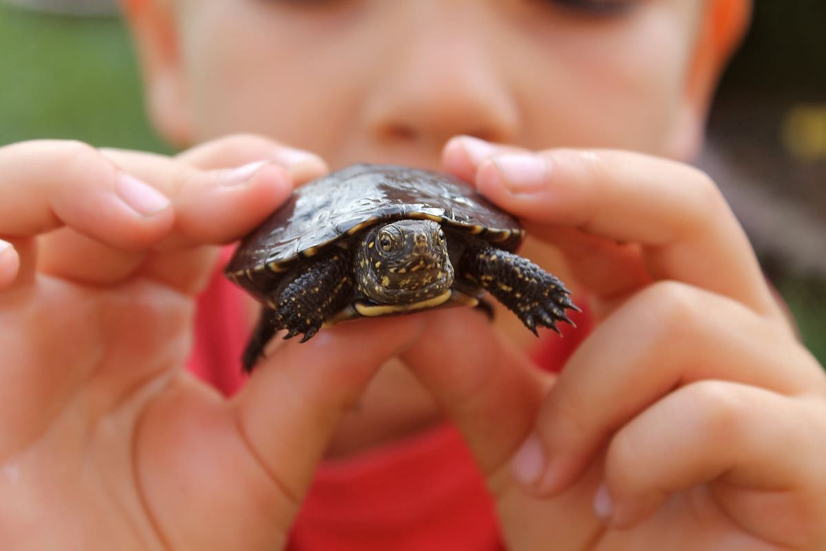 CDC Small Pet Turtles Pose Salmonella Danger