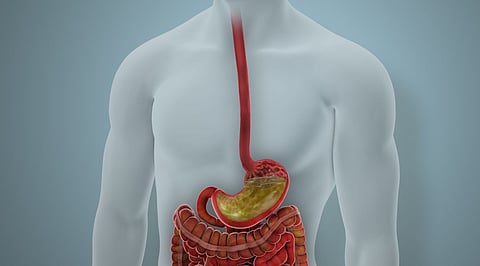digestion stomach