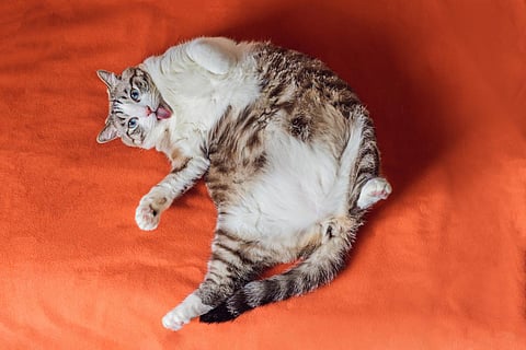 Very fat cat is obese, lies on an orange blanket.