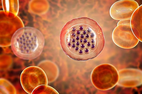 malaria parasite Plasmodium falciparum