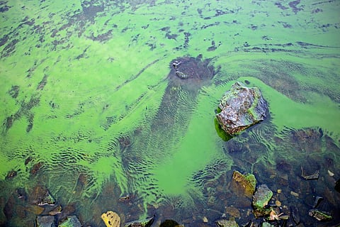 blooming blue-green algae (Cyanobacteria)