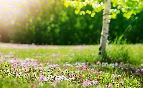 Meadow with lots of white and pink spring daisy flowers in sunny day. Nature landscape in estonia in early summer