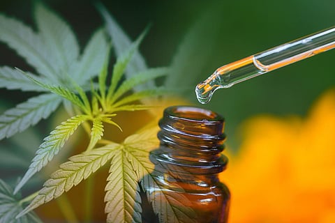 cannabidiol CBD cannabis