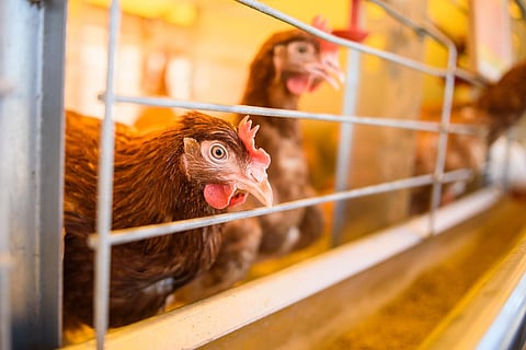 Eggs Chickens ,hens in cages industrial farm