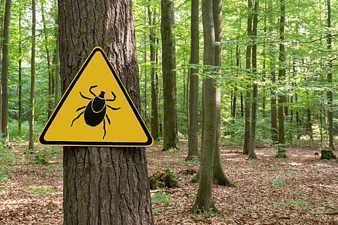 Yellow warning sign "beware of ticks" in the forest