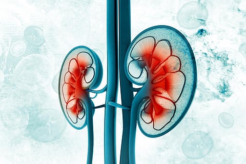 kidneys
