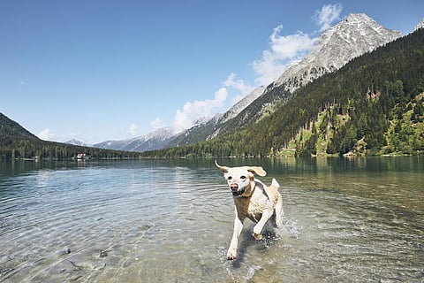 Dog in mountains. Happy labrador retriever running in lake. Alps, Italy