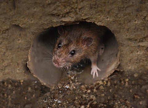 Closeup of rat in a sewer