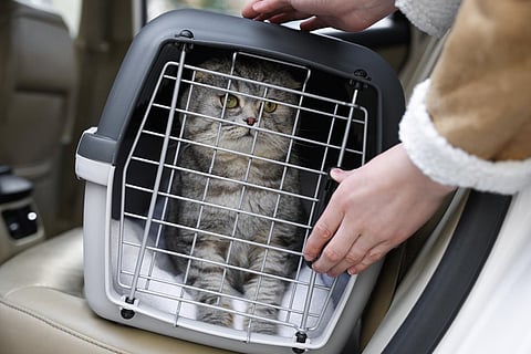 Woman putting carrier with cute Scottish fold cat into car, closeup