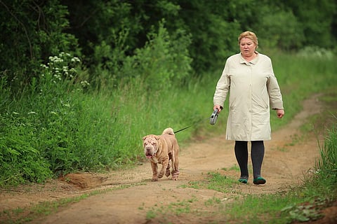 Plump woman walking on contry road with a dog breed Shar Pei. Dog pulling leash. Green grass and trees background