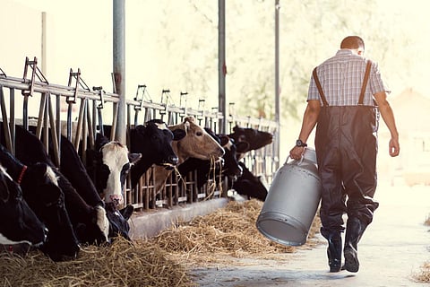 dairy farm