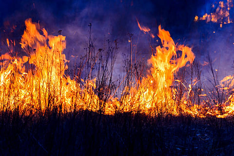 Fire in the forest