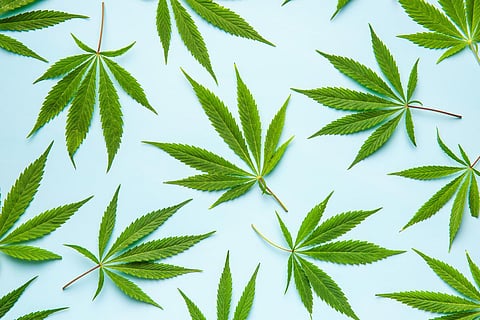cannabis leaves