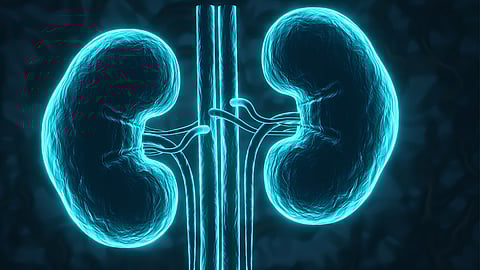 Kidneys