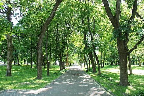 A park with green trees