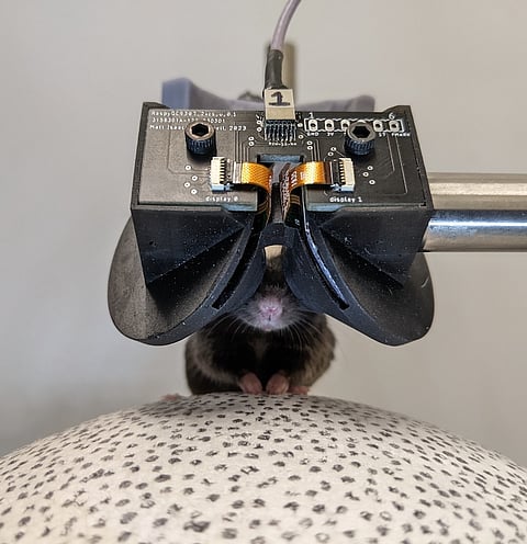 Auriculares de realidad virtual para la investigación con animales 