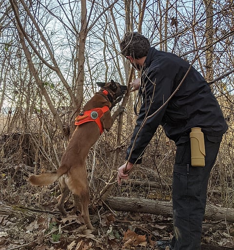 Dog detects eggs of invasive lanternfly