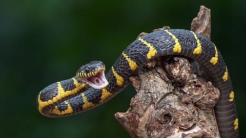The gold-ringed cat snake in attacking position