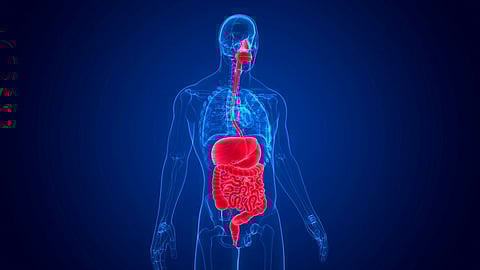 digestive system