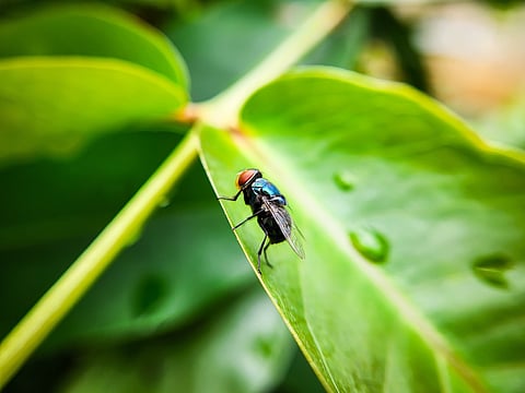 Cochliomyia hominivorax, the New World screw-worm fly, or screw-worm for short, is a species of parasitic fly that is well known for the way in which its larvae (maggots) eat the living tissue.