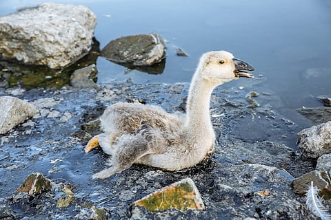 Bird stuck in polluted water with tar. Dying animals in industrial wastes. Dirty rivers and oceans with oil. Small goose in danger.