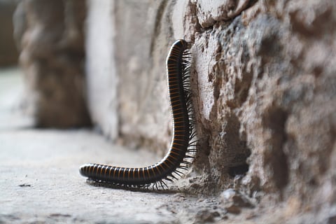 A black and orange banded millipede climbing up a wall