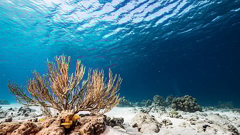 Scientists Find New Ecosystem in Deepest Trenches of Pacific Ocean
