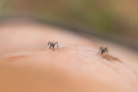zika dengue chikungunya mosquito