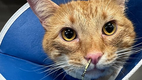 Chewable Dog Medication Sends Two Cats Into Kidney Failure