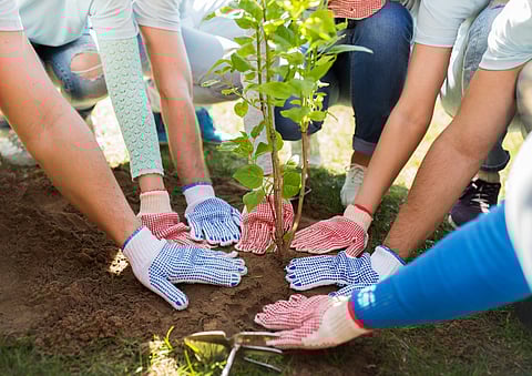 group of volunteers hands planting tree in park