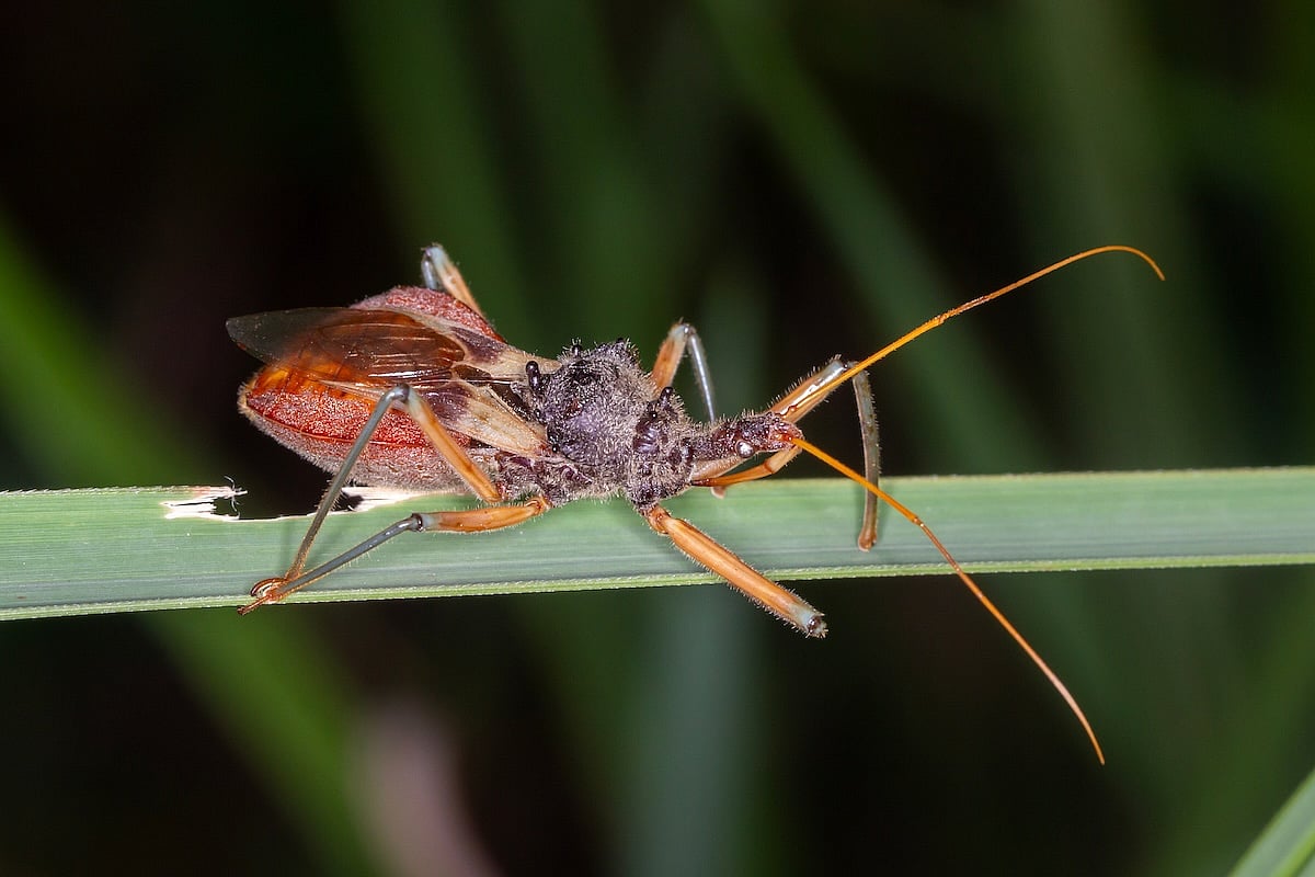 “Kissing Bug” Disease Spreading in U.S., CDC Report Suggests