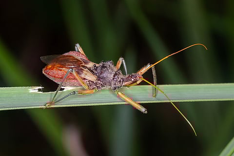 Australian Common Assassin Bug on Crawling Along Grass Blade
By Andrew