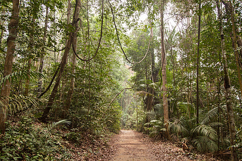 Protecting Amazon Forests May Also Protect Human Health, Study Finds