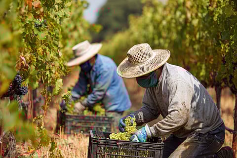 Trabajadores agrícolas en riesgo de enfermedad renal