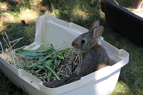 Release of rabbits in Fort Foster Park in Kittery, Maine