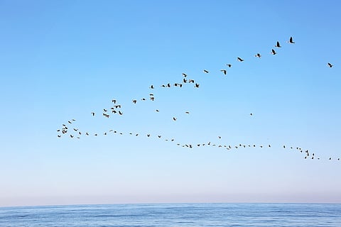 A flock of migrating birds in the sky above the sea. Seasonal migration of birds. Soft selective focus.