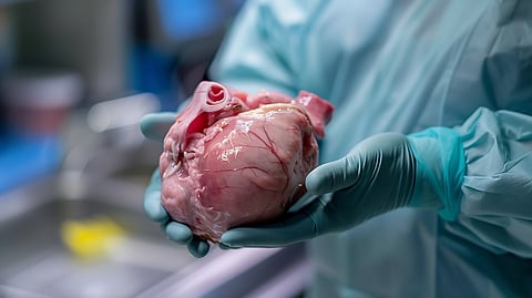 surgeons hands holding a pig kidney