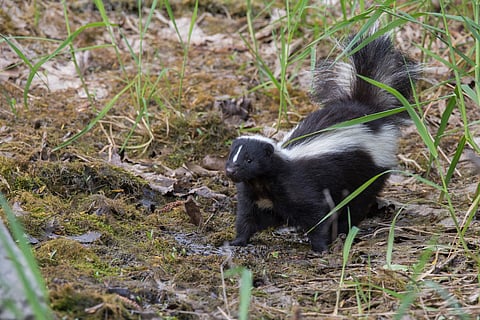 Striped skunk (Mephitis mephitis) in spring