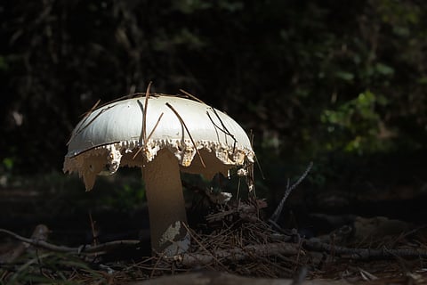 egg-shaped amanita mushroom close-up